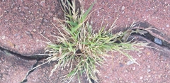 Poa annua