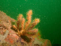 Hydrichthella epigorgia