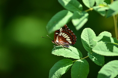 Limenitis lorquini
