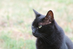 Felis catus