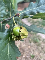 Andricus quercuscalicis