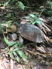 Heosemys spinosa