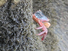 Metopograpsus