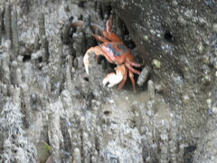 Metopograpsus