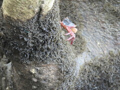 Metopograpsus