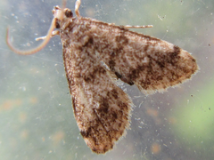 Dolicharthria bruguieralis
