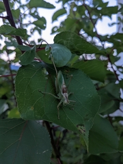 Tettigonia cantans