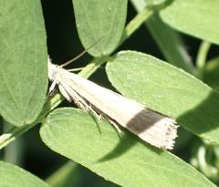Agriphila straminella