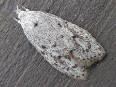 Scythropiodes hamatellus