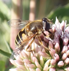 Eristalis horticola