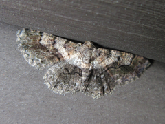 Satoblephara parvularia