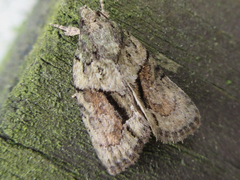 Cryphia bryophasma