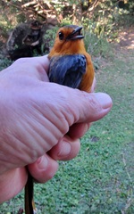 Cossypha natalensis natalensis