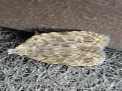 Tornodoxa paraleptopalta