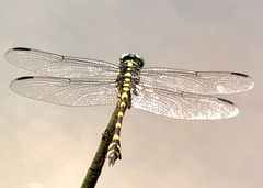 Ictinogomphus decoratus