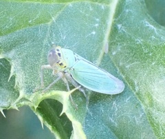Cicadella viridis