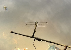 Ictinogomphus decoratus