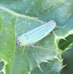 Cicadella viridis