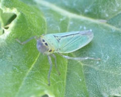 Cicadella viridis