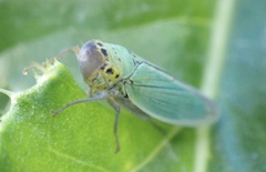 Cicadella viridis