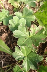 Alchemilla