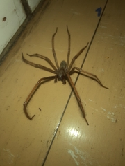 Eratigena atrica