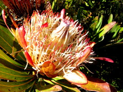 Protea susannae