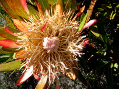 Protea susannae