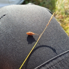 Carex limosa