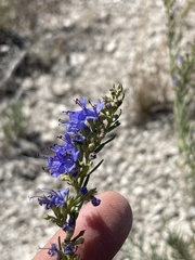 Hyssopus officinalis