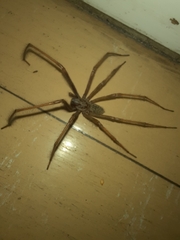 Eratigena atrica