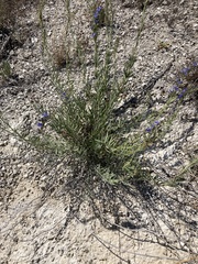 Hyssopus officinalis