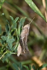 Chorthippus dorsatus