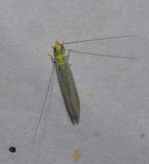 Plesiochrysa ramburi