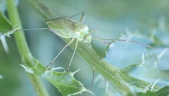 Adelphocoris quadripunctatus