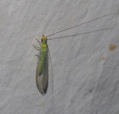 Plesiochrysa ramburi