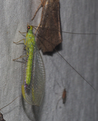 Plesiochrysa ramburi