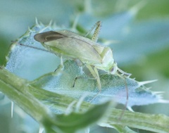 Adelphocoris quadripunctatus
