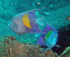 Pomacanthus maculosus