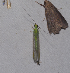 Plesiochrysa ramburi