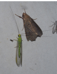 Plesiochrysa ramburi