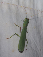 Orthodera