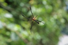 Nephila pilipes