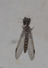 Theristria stigmalis