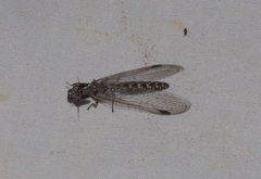 Theristria stigmalis