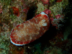 Goniobranchus