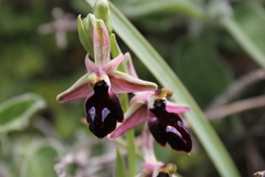 Ophrys ferrum-equinum