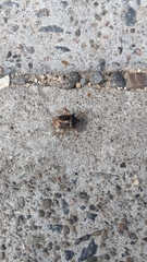 Pentatoma rufipes