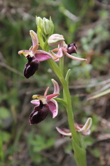 Ophrys ferrum-equinum