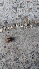 Pentatoma rufipes